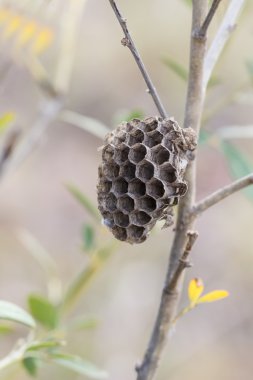 Bir ağaç dalı üzerinde asılı bir yaban arısı yuvası