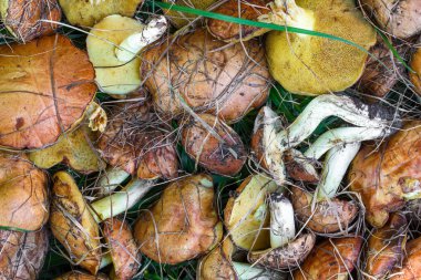 toplanan mantar gresers arka plan yeşil çim üzerinde yalan