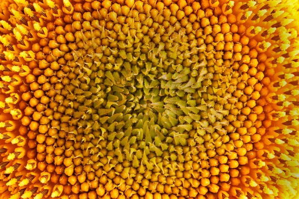 Structuur van een bloem van een zonnebloem close-up — Stockfoto