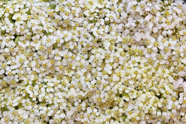 Işık arka plan renkleri beyaz civanperçemi