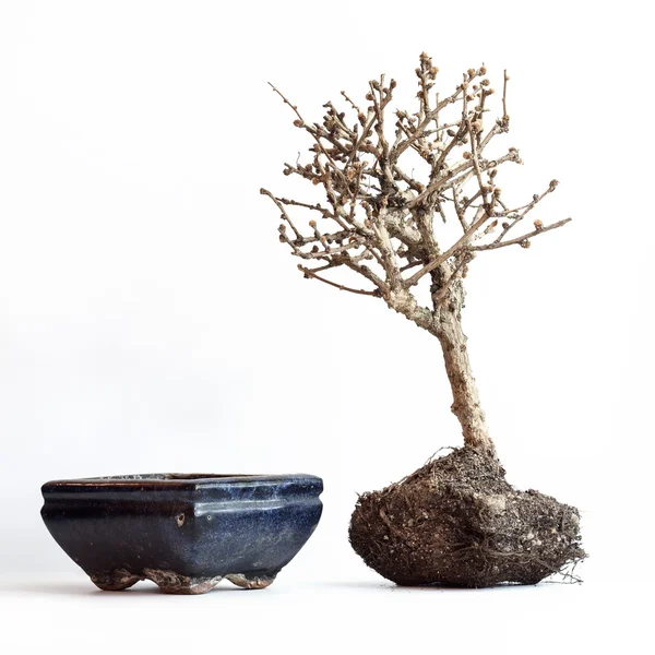 Il bonsai asciugato su uno sfondo bianco Fotografia Stock