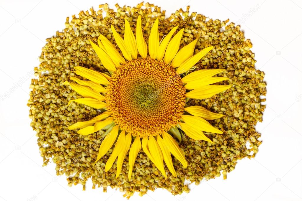 The isolated flower of a sunflower on a white background