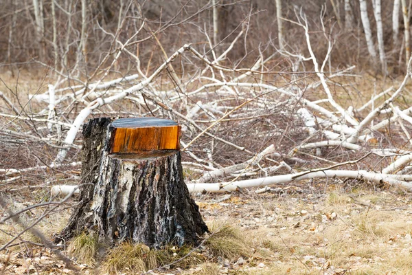 Yasadışı olarak kesilen huş.