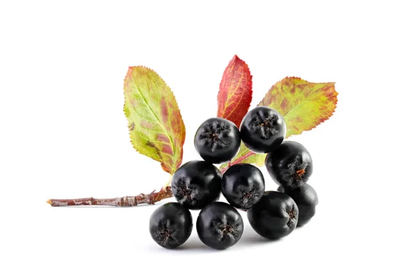Aronia. Beyaz bir arka plan üzerinde chokeberry.