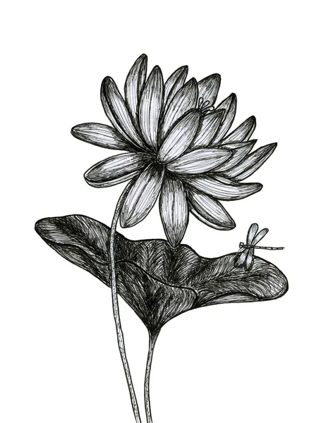 Lotus για το σε λευκό φόντο — Φωτογραφία Αρχείου