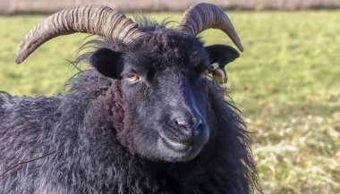 Close up of the head of a horned Hebridean sheep, looking to camera. Black coated with ear tag.  Textured fleece. Outside in pasture. Landscape image  with space for text. England. clipart