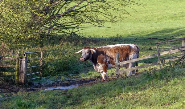 Bir İngiliz Longhorn ineği, bir otlak arazisindeki açık bir tarla kapısından bakıyor. Asılı dalları, su birikintileri ve kırsal ahşap çitleri olan kış güneşi. Manzara görüntüsü. Oxfordshire.