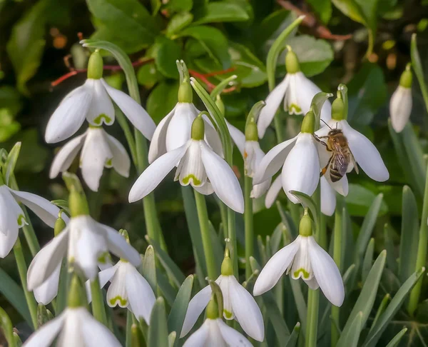 Kışın bir kar damlasının (galanthus nivalis) üzerinde dinlenen bal arısına (apis) yaklaşın. Sığ alan derinliği olan manzara resmi. Dokular ve bokeh. Şubat. İngiltere