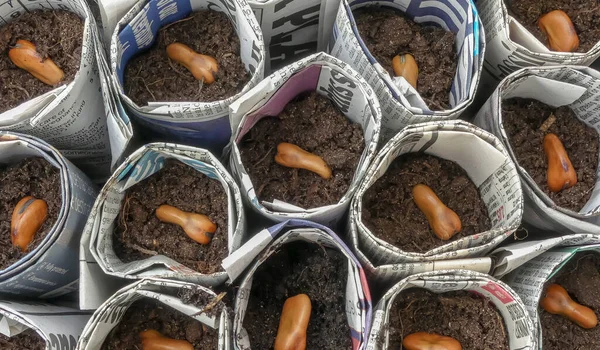 Taze ekilmiş Broad Bean sebze tohumları geri dönüşümlü gazete kapları yaptı. Organik gübrelerden oluşan bir yatakta oturuyor. Metin için kapsamı olan soyut manzara resmi. İngiltere.