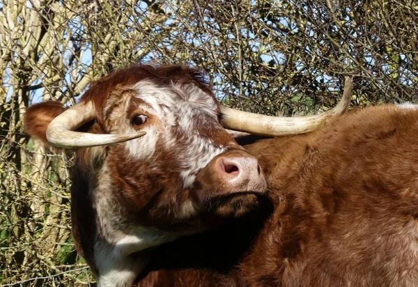Büyük İngiliz Longhorn ineği kameraya doğru dönüyor. Göz teması. Burun delikleri genişledi. Sert bir arka planı olan doğal bir doğa görüntüsü. Metin için alanı olan manzara resmi. Oxfordshire, İngiltere.
