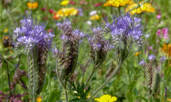 Diğer kır çiçekleri arasında doğal olarak büyüyen Fiddleneck (Phacelia tanacetifolia) paniklemelerini kapatın. Yeşil gübre olarak kullanılan bu madde aynı zamanda bahçedeki benficial böcekleri de çeker. İngiltere.