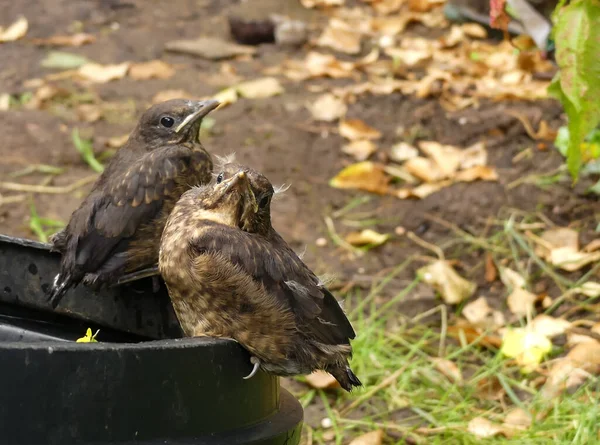 Pair Newly Fledged Blackbird Chicks Turdus Merula Merula Waiting Fed — Stock Photo, Image