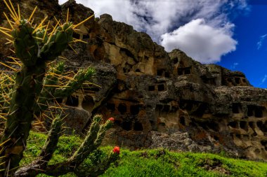 Peru 'nun Cajamarca kentinden Banos del Inca bölgesinde güneşli bir günde arka planda Ventanillas de Otuzco çiçekli bir kaktüs.