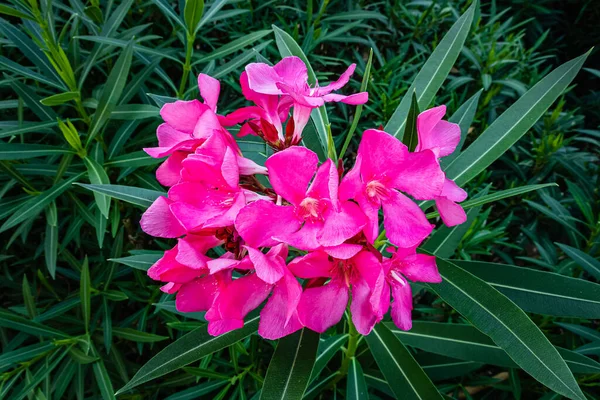 푸른 잎 위에 있는 분홍빛 올 랜 더 꽃들 — 스톡 사진