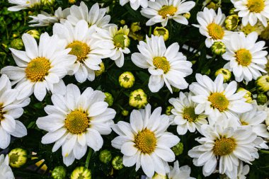 Yeşil yapraklı papatya çiçekleri