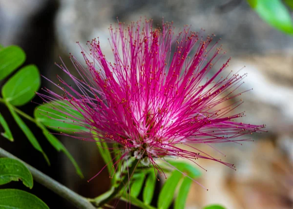 Persian silk tree or Albizia julibrissin flower — Stock Photo, Image