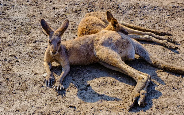 Quelques kangourous couchés sur le sable Photos De Stock Libres De Droits