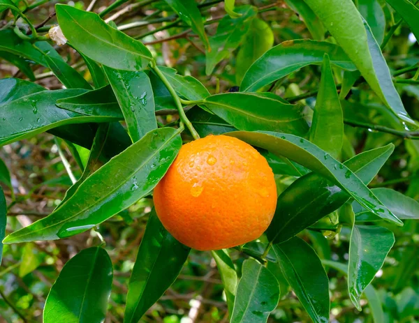 Petite orange sur une branche d'arbre après la pluie — Photo