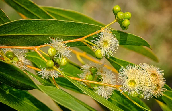 Fiori di eucalipto su un ramo d'albero — Foto Stock