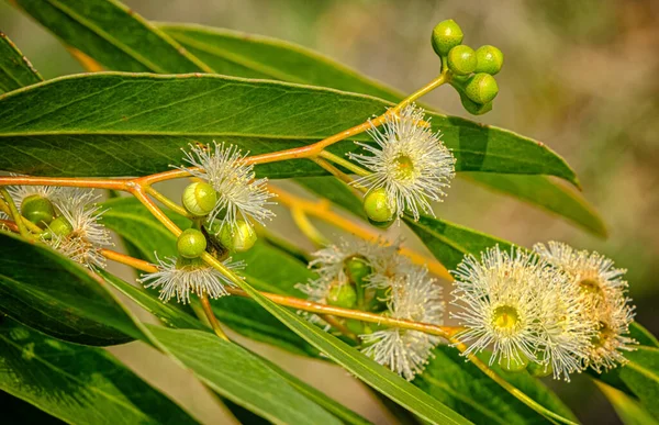 Eukalyptusblüten auf einem Ast Stockfoto