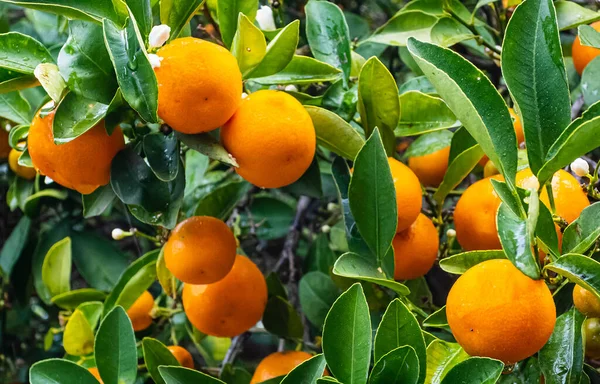 Gros plans de petits orangers aux oranges — Photo