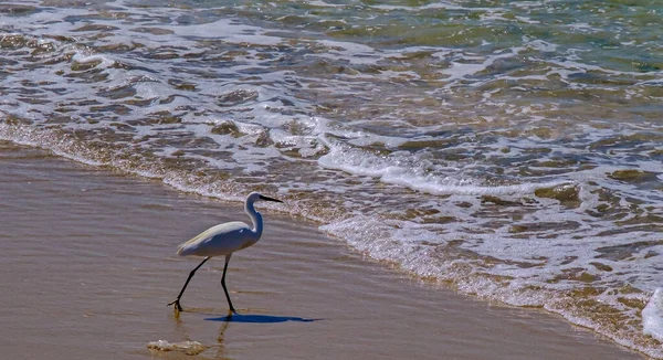 Um passarinho na praia do mar — Fotografia de Stock