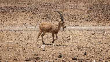 Nubian dağ keçisi ya da Capra Nubiana, vahşi bir çöl keçisi..