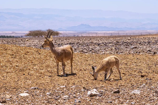 Couple Jeunes Ibexes Nubiens Capra Nubiana Une Chèvre Sauvage Désert — Photo