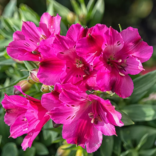 Fleurs Rose Vif Rhododendron Sur Fond Feuilles Vertes — Photo