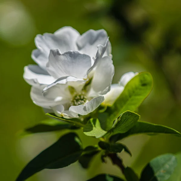 Помаранчевий Колір Мака Або Квітка Філадельфії Aureus — стокове фото