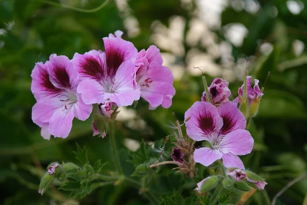 Fialové Květy Gerania Větvi Zahradě — Stock fotografie