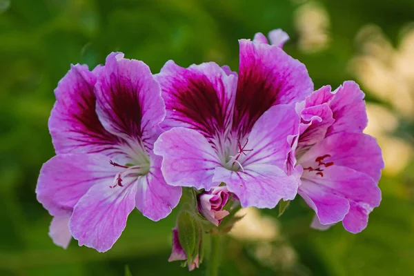 Fleurs Violettes Géranium Sur Branche Dans Jardin — Photo