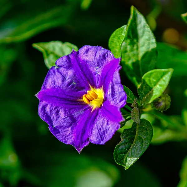 Fleurs Violettes Morning Glory Sur Branche Dans Jardin — Photo