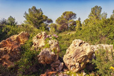 Büyük taşları olan güzel doğal orman manzarası.