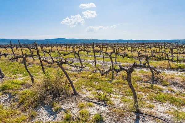 Vista Sobre Viñedo Invierno Desnudo Después Poda —  Fotos de Stock