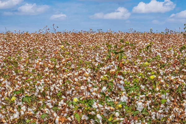 A beautiful view of a cotton plant ready for picking.