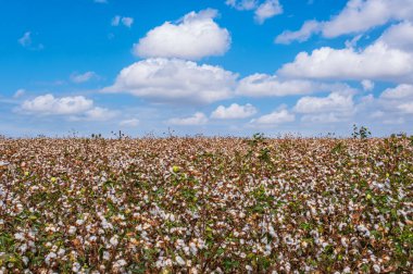 Toplanmaya hazır güzel bir pamuk bitkisi manzarası.