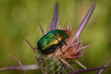Mor bir devedikeni çiçeğinin üzerinde dinlenmiş parlak yeşil ve altın renkli böcek..