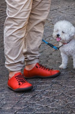 Kırmızı Ayakkabı Giyen Küçük Beyaz Köpek Yürüten.