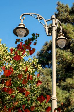 Kırmızı İskoç Çam İğneleri ve Açık Mavi Gökyüzü ile çevrili Orange Street Light Düşük Açı Görünümü.