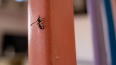 melipona arısı bir sandalyede dinleniyor