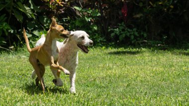 a couple of dog friends playing on a green spring grass