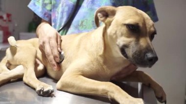 Bir el köpeğin kalbini kontrol eder.