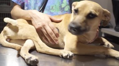 Bir köpeğin kalbini dinleyen veteriner.