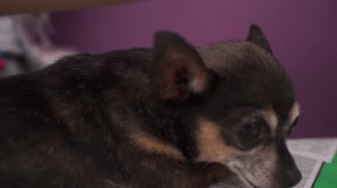 El tarama ve tımar kahverengi köpek