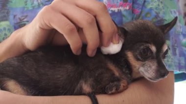 el temizliği köpeğin kulakları