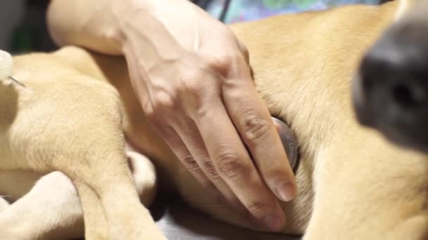 Hand Prüft Das Herz Des Hundes — Stockvideo