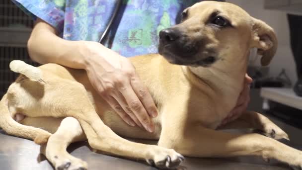 Tierarzt Überprüft Lächelnden Hund — Stockvideo