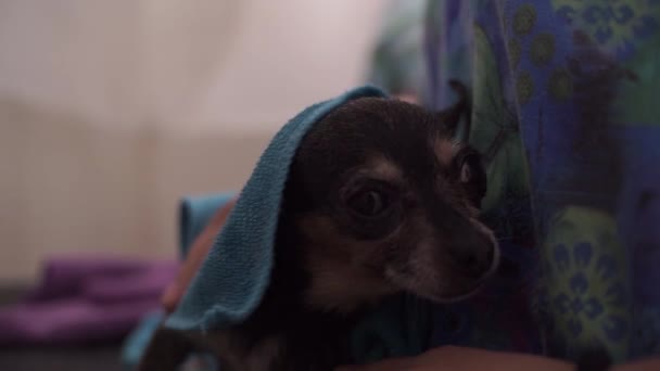 Hände Trocknen Nassen Chihuahua Mit Einem Handtuch — Stockvideo