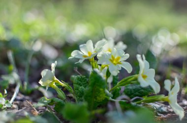 Baharda beyaz çiçekler.